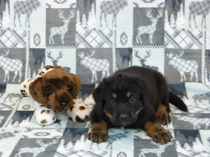 chinook puppy